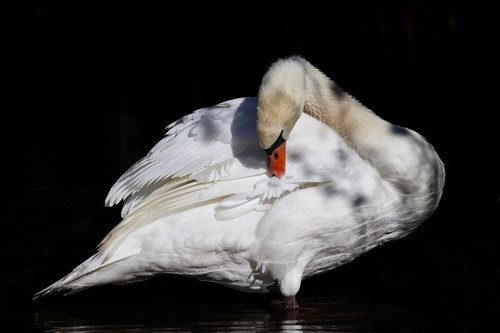 nennieinszweidrei white swan 10143480 1280.jpg