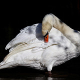 nennieinszweidrei white swan 10143480 1280