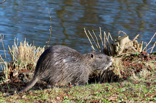 nennieinszweidrei nutria 10164403 1280.jpg