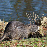 nennieinszweidrei nutria 10164403 1280