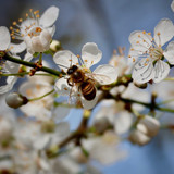 nennieinszweidrei sloe 10157552 1280