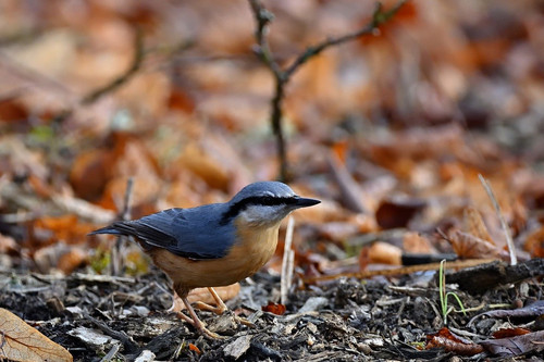 jggrz nuthatch 10150567 1280.jpg
