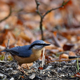 jggrz nuthatch 10150567 1280