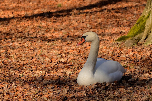 jggrz swan 10148460 1280.jpg