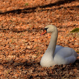 jggrz swan 10148460 1280