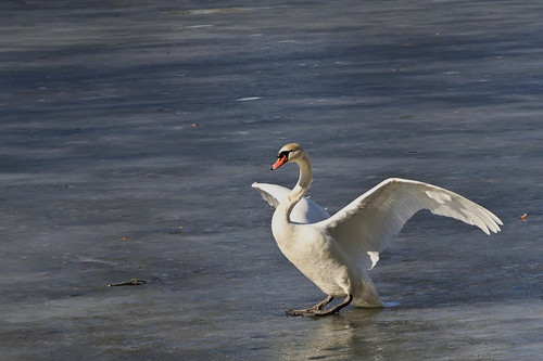 jggrz swan 10150545 1280.jpg