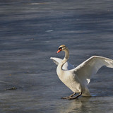 jggrz swan 10150545 1280