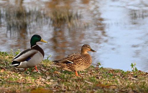 jggrz mallards 10166349 1280.jpg