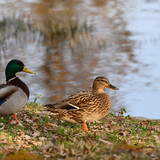 jggrz mallards 10166349 1280