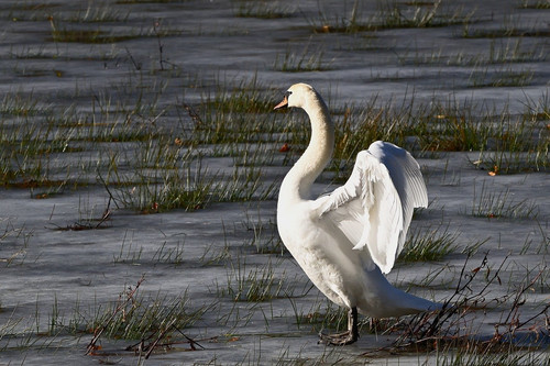 jggrz swan 10189064 1280.jpg