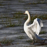 jggrz swan 10189064 1280