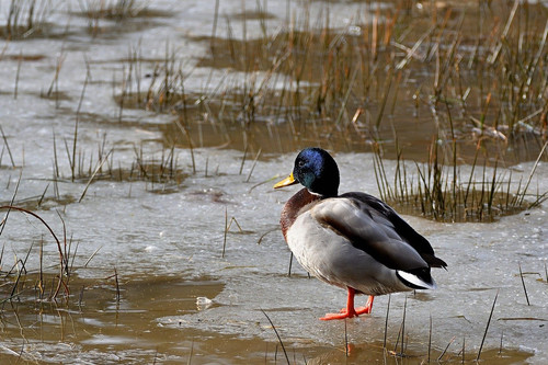 jggrz mallard duck 10183786 1280.jpg