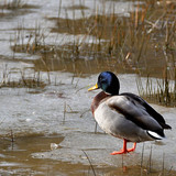 jggrz mallard duck 10183786 1280