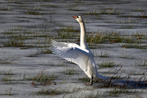 jggrz swan 10143267 1280.jpg