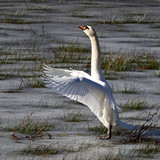 jggrz swan 10143267 1280