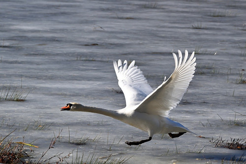 jggrz swan 10146608 1280.jpg