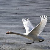 jggrz swan 10146608 1280