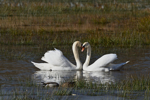 jggrz swan 10143269 1280.jpg