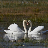 jggrz swan 10143269 1280