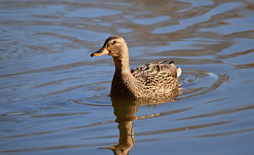 jggrz mallard 10159609 1280.jpg