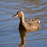 jggrz mallard 10159609 1280