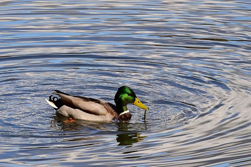 jggrz mallard 10183749 1280.jpg