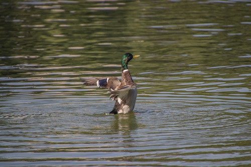 lancier mallard 10144209 1280.jpg