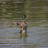 lancier mallard 10144209 1280