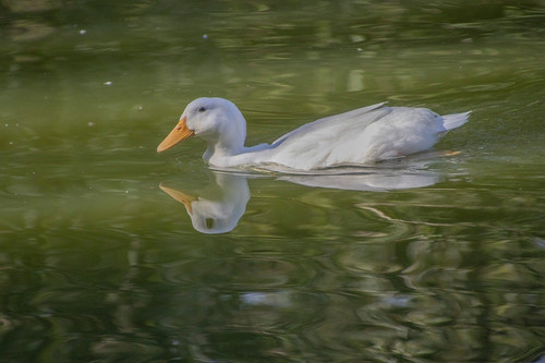 lancier white goose 10163003 1280.jpg