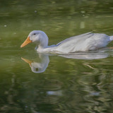 lancier white goose 10163003 1280