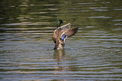 lancier mallard 10144208 1280.jpg