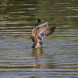 lancier mallard 10144208 1280