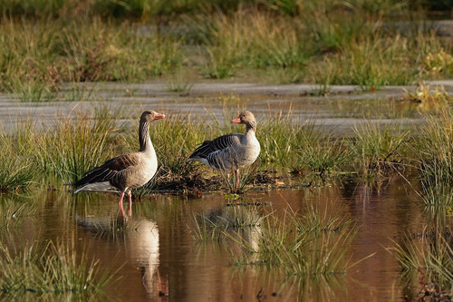 jggrz wild geese 10150569 1280.jpg