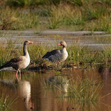 jggrz wild geese 10150569 1280