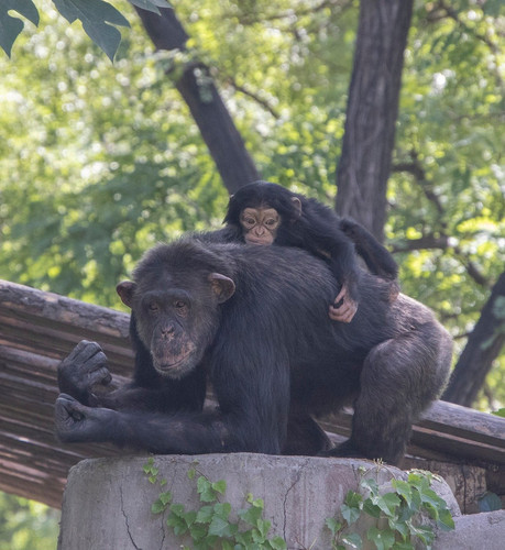 lancier chimpanzees 10158119 1280.jpg