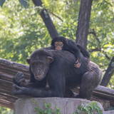 lancier chimpanzees 10158119 1280