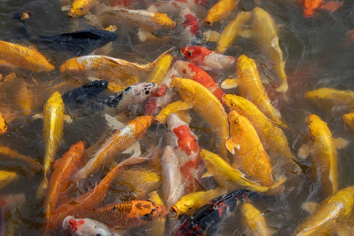 lancier koi 10151035 1280.jpg