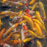 lancier koi 10151035 1280