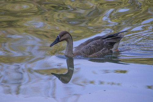 lancier goose 10162921 1280.jpg