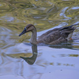 lancier goose 10162921 1280