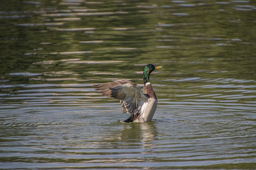 lancier mallard 10144214 1280.jpg