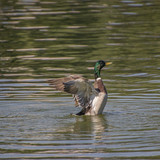 lancier mallard 10144214 1280