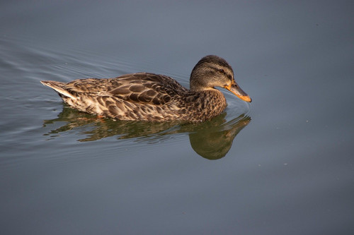 lancier duck 10193472 1280.jpg