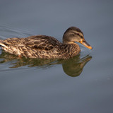 lancier duck 10193472 1280