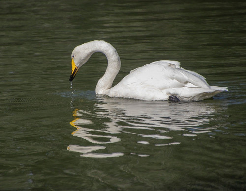 lancier white swan 10146053 1280.jpg