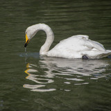 lancier white swan 10146053 1280