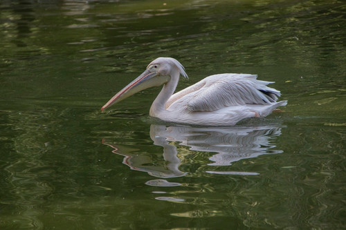 lancier pelican 10144217 1280.jpg