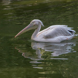 lancier pelican 10144217 1280