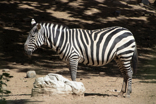 lancier zebra 10158167 1280.jpg