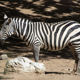 lancier zebra 10158167 1280